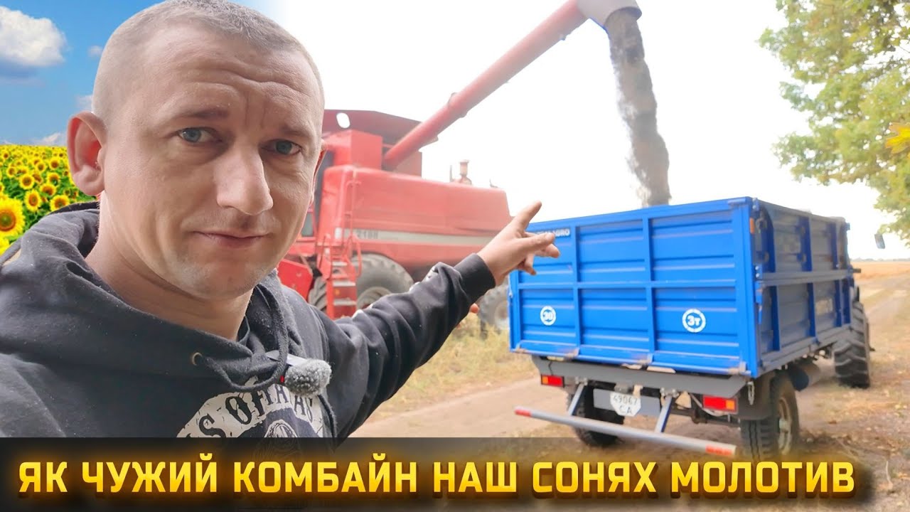 Збираємо скандальні гібриди соняшника🌻 Неочікувана урожайність 