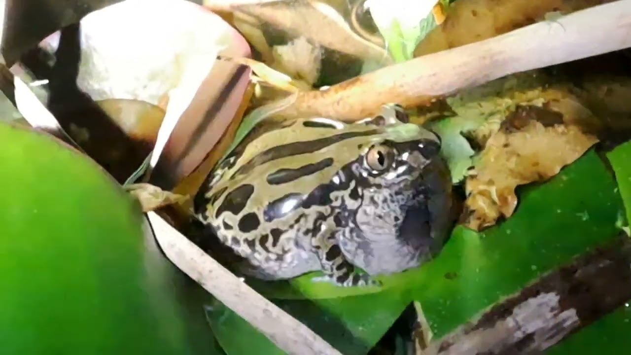 Kassina senegalensis call 2