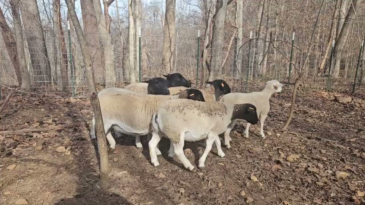 2026 Yearling Ewes For Sale