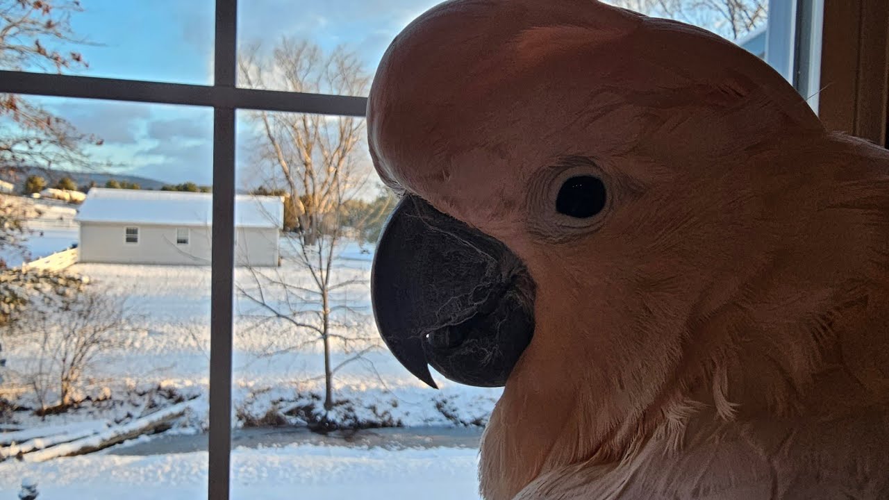 Снег ❄️ с какаду