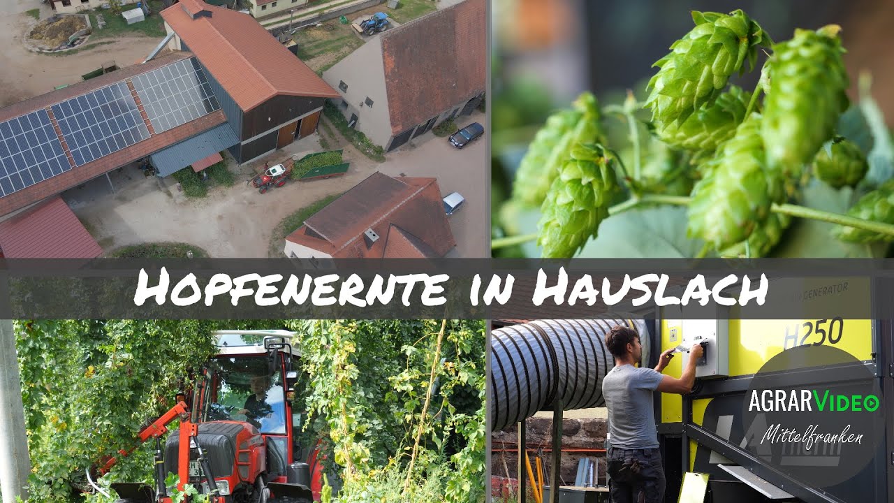 Hopfenernte 2022 in Hauslach mit Biomassetrocknung