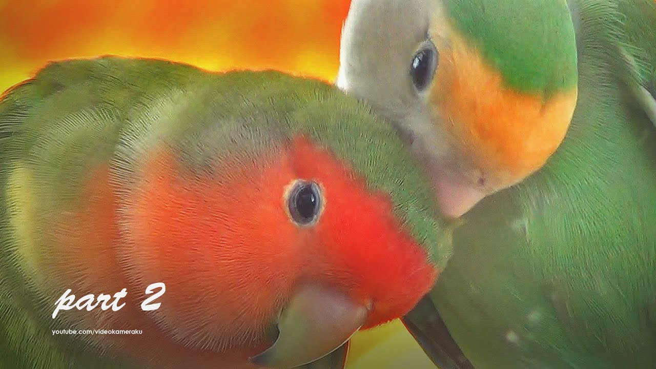 Peach-faced Lovebirds Chirping Sounds - Two Green, Red-Face and White-Face - Part 2