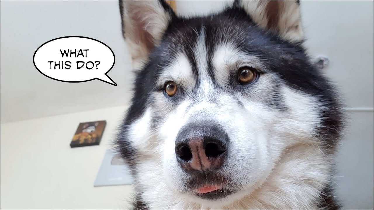 When your Dog finds your Phone and tries to use it!
