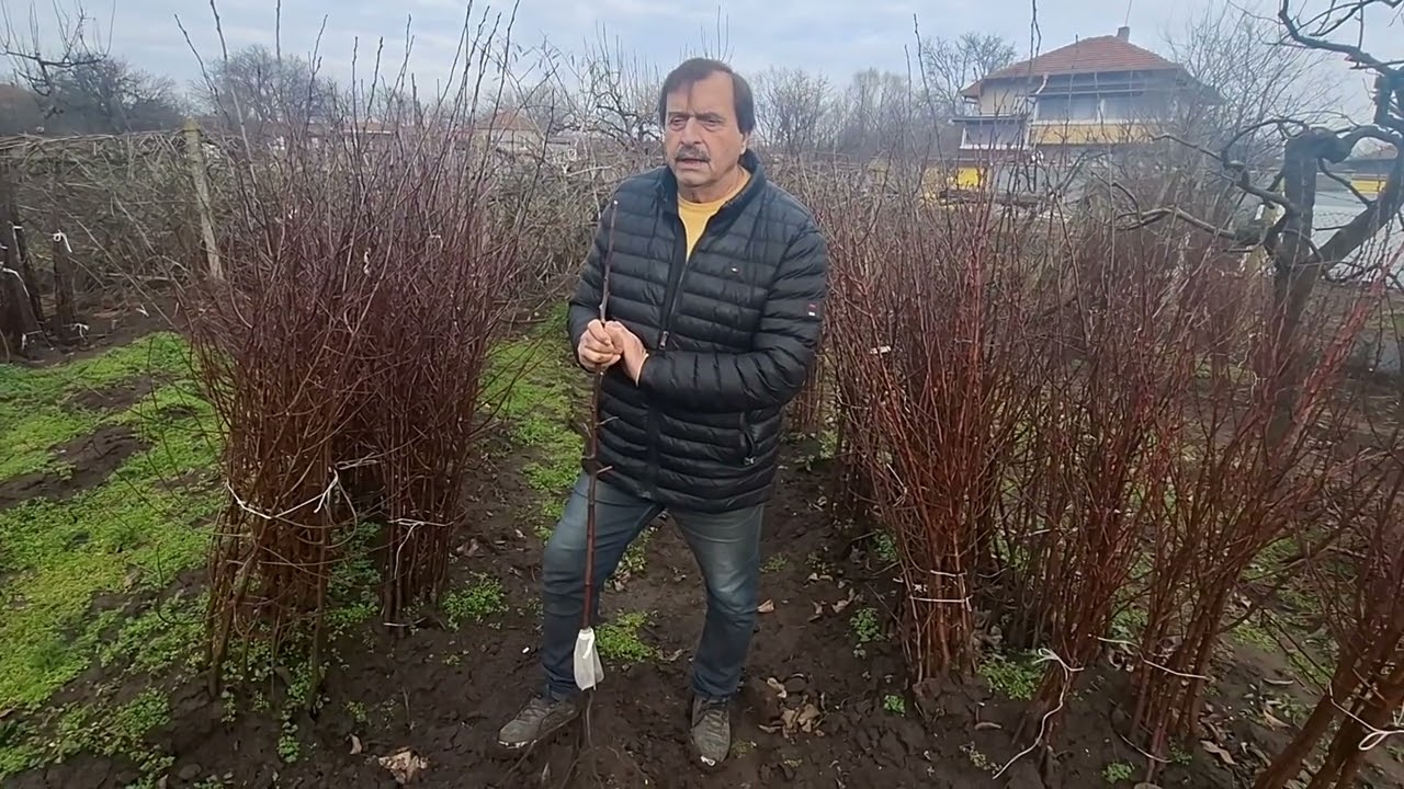 Черната златка-методи за борба срещу нея.