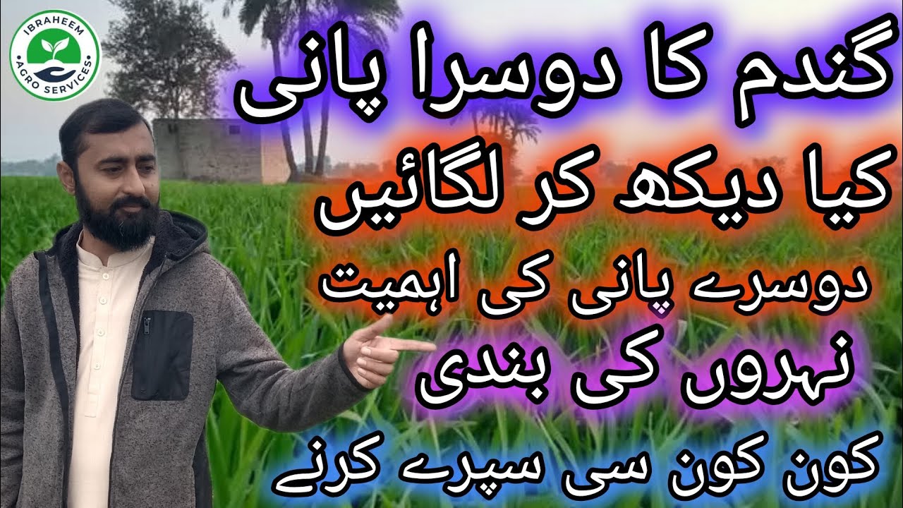 Second irrigation in Wheat crop || Wheat second irrigation time in Pakistan| agriculture wisdom