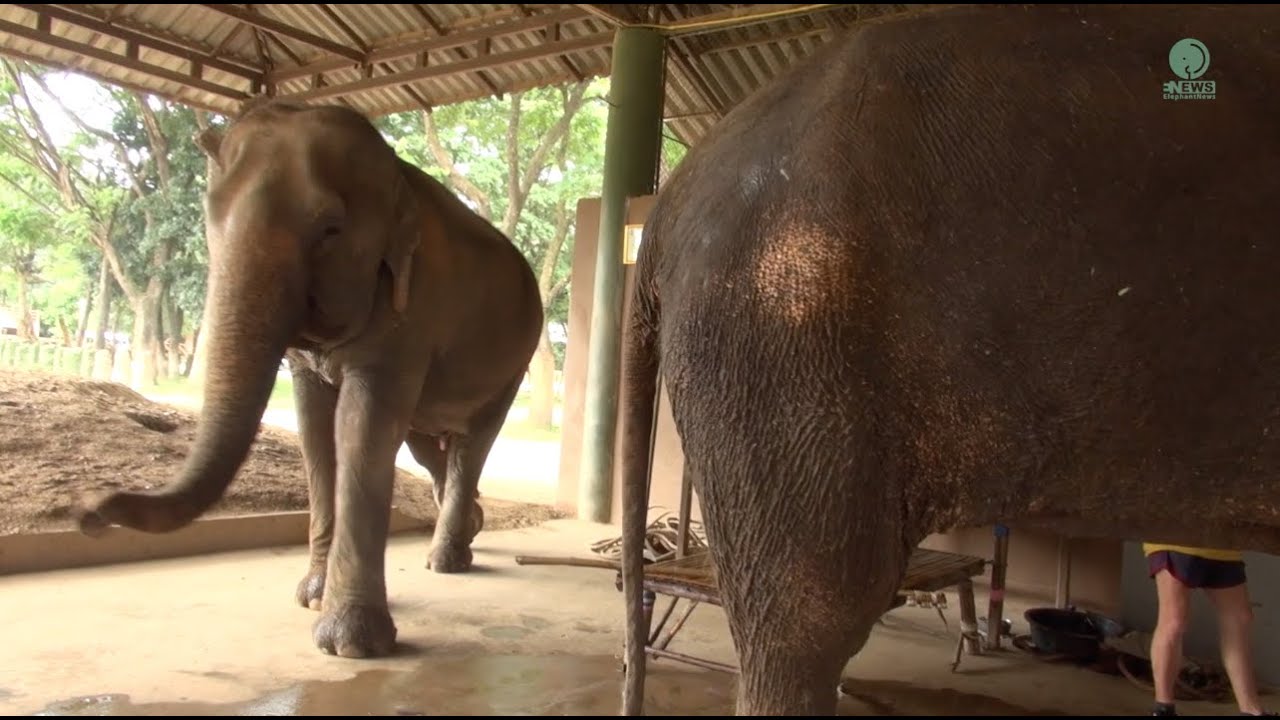 Elephant Walks Straight To Stand By And Encourage Her Friend During Treatment - ElephantNews