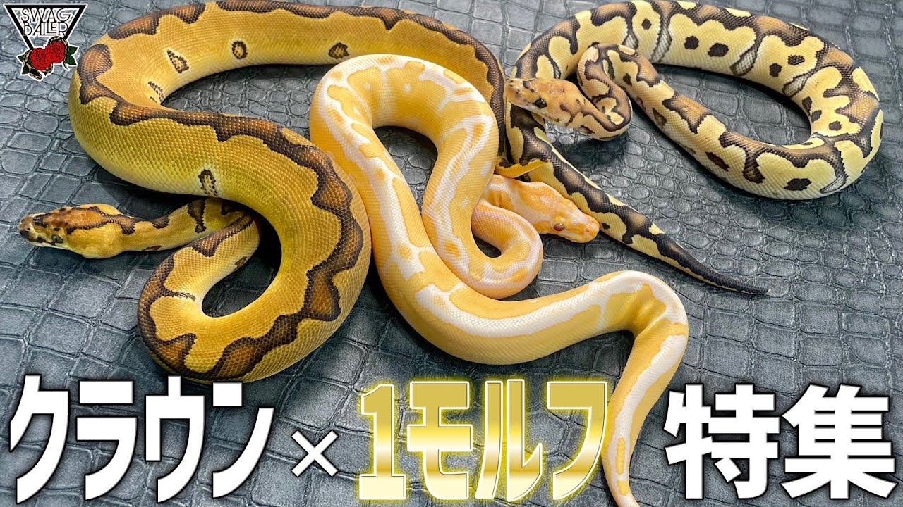 クラウンに○○をかけると…激変?!2コンボ特集!!【ボールパイソン】#アルビノ#スポットノーズ#DG#デザートゴースト#爬虫類　#浜松市　#蛇　#動物　#生き物　#飼育　#ペット　#ブリード #ケージ
