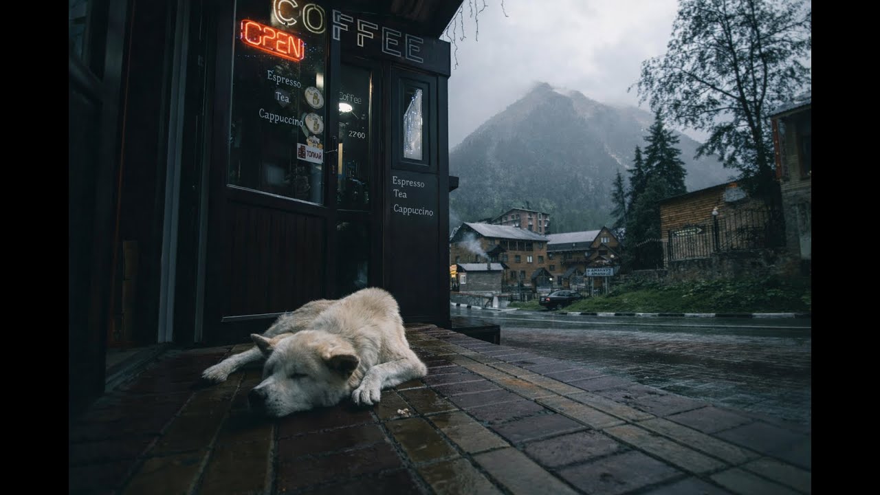 Rainy Street Night with Sleeping Dog 🐶🌧️ Thunder & Coffee Shop Ambience for Deep Sleep