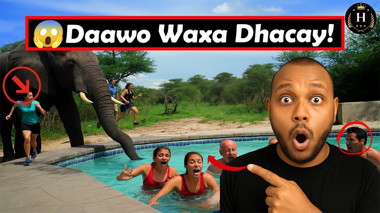 Muuqaallo Cajiib Ah Duurjoog Soo Weerartay Magaalooyin Si Lama Filaan Ah – Qaybta 2aad!  #Xayawaanka