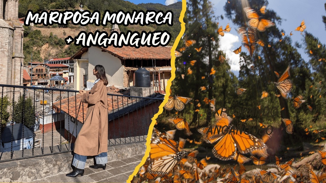 Llegan millones de MARIPOSA MONARCA 🦋  | Angangueo, Michoacán 2025