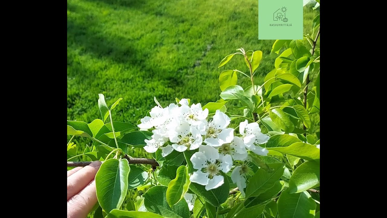 Toukokuun puutarhakierros 🌼 Omakotitalon puutarha