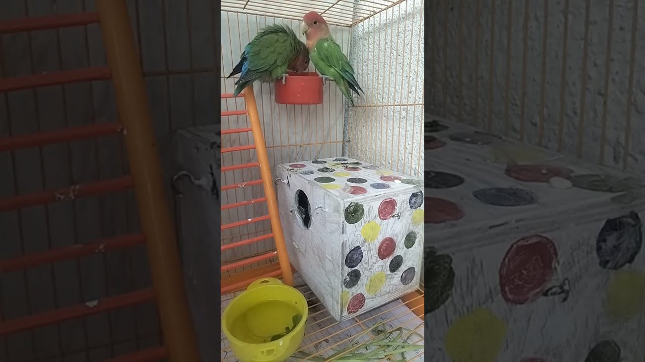 African Love Birds🐥 is live!