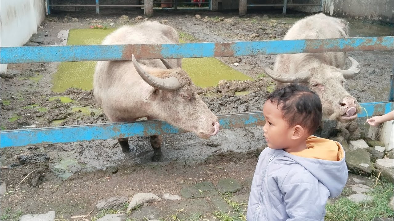 Memberi Makan Kerbau di Area Keraton Solo #solo #keratonsolo 