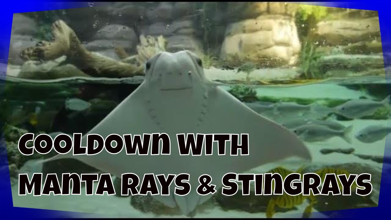 A View Into Elegant Manta Rays and Stingrays