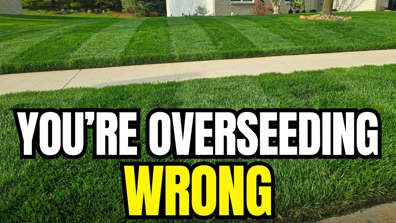 Overseed Your Lawn Like A Pro: 3 Must-Know Tips For Success