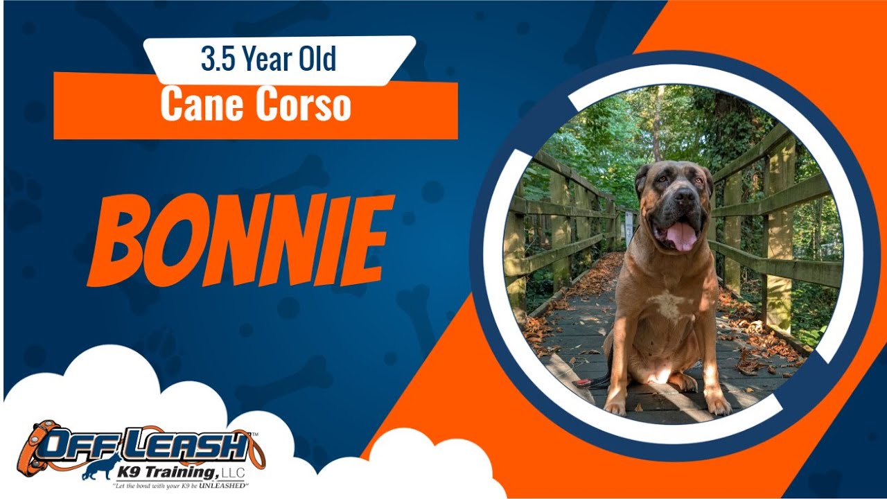 Best Cane Corso Dog Training | Bonnie | Dog Training in London