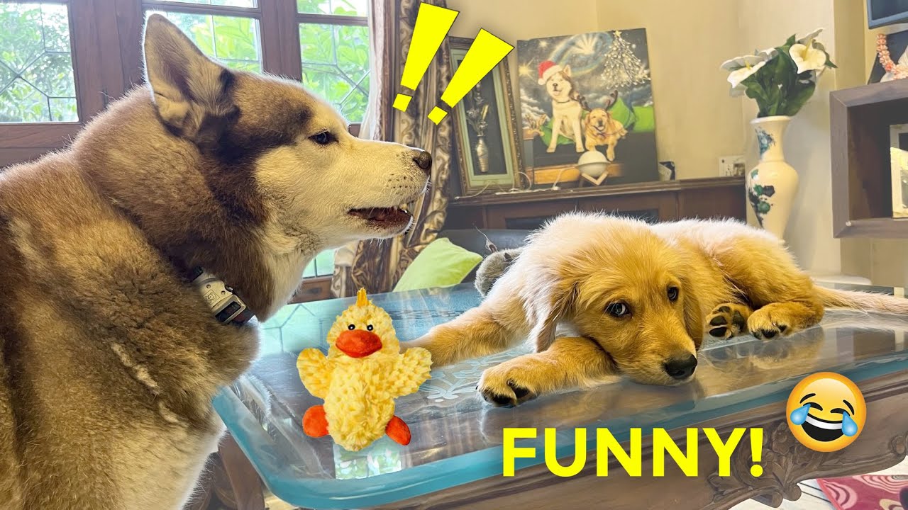 Siberian husky stealing toys from golden Puppy 😆🤦🏻‍♂️