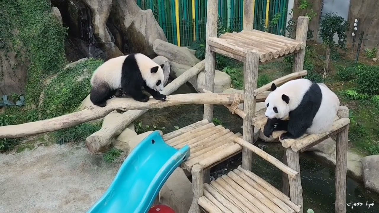 20220821 Giant Panda Sheng Yi 升谊 and mama Feng Yi 风仪 (aka Liang Liang 靓靓) @ Zoo Negara, Malaysia
