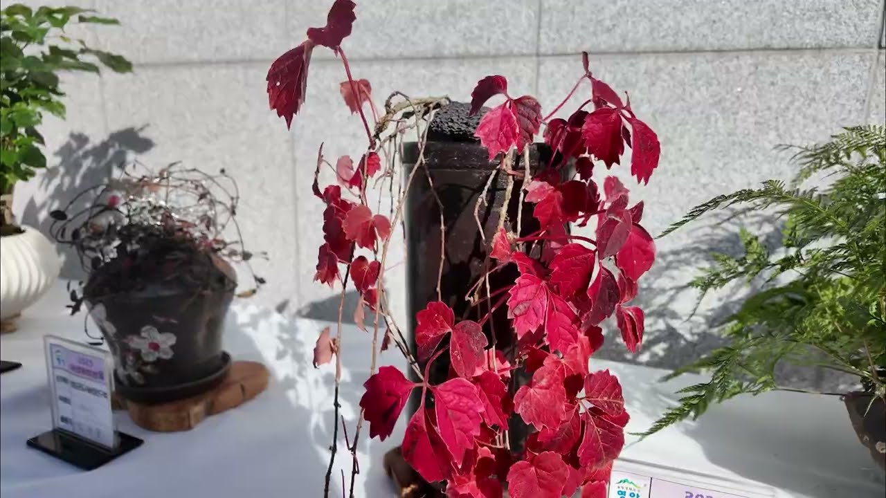 야생화 및 국화분재