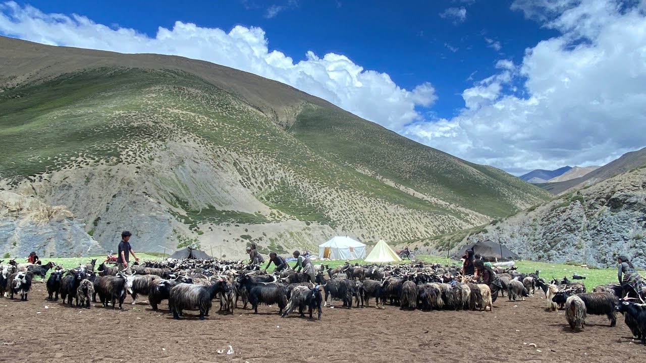 "Pasture to Village”🍀Join Me and my Bro as we ride🚴 back to school with our goat's fresh milk 🥛 🐐