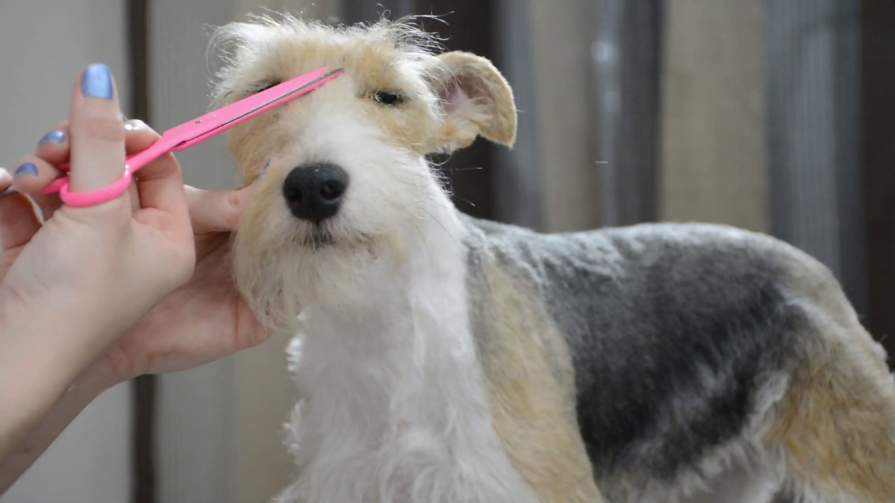 Corte de Fox terrier (paso a paso) y corte de uñas.