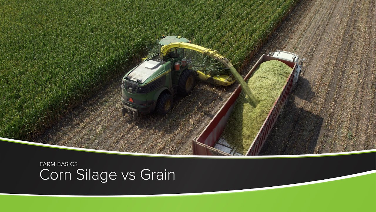 Corn Silage vs Grain