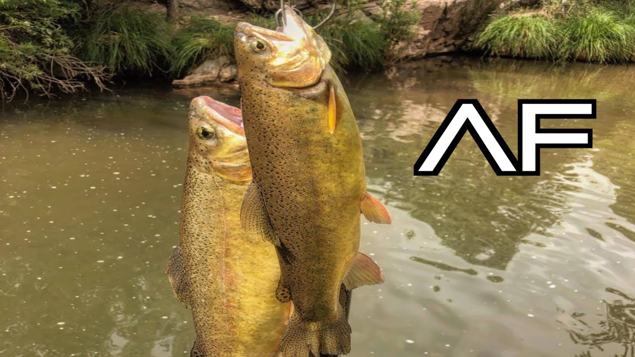 ARIZONA GILA TROUT FISHING!!!