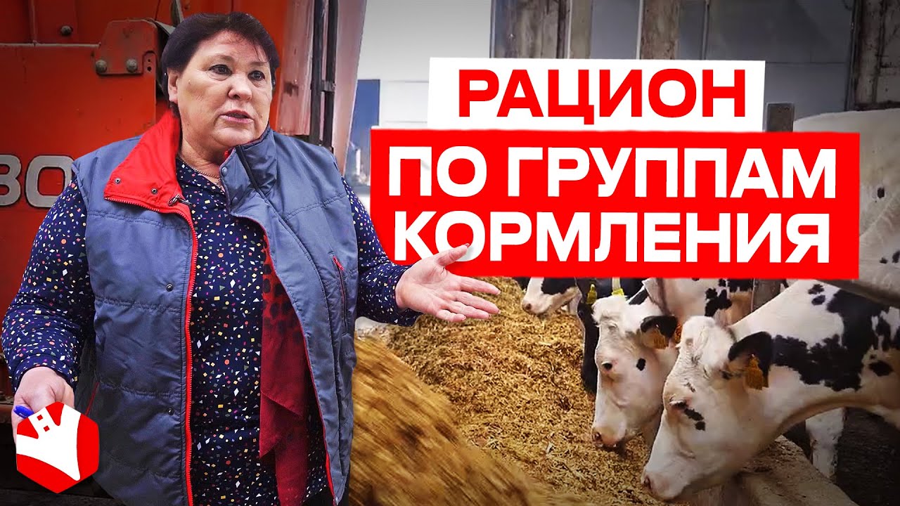 Рацион по группам кормления | Молочное животноводство