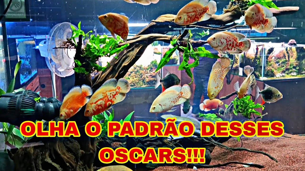 Nosso aquário Jumbo de 220x70x90 está de móvel trocado e com uma fauna maravilhosa!!!