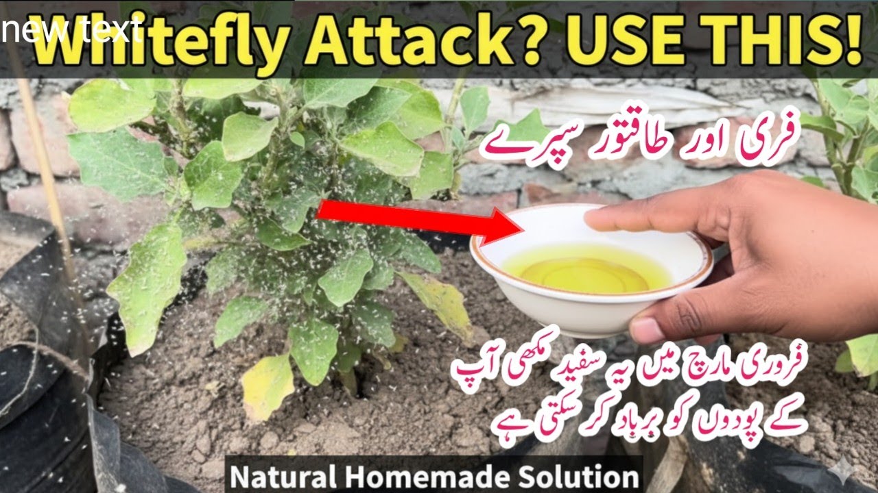 Homemade pesticide and fertilizer for pest || Sirf ik spray se 100 se ziyada kiron ka khatma.