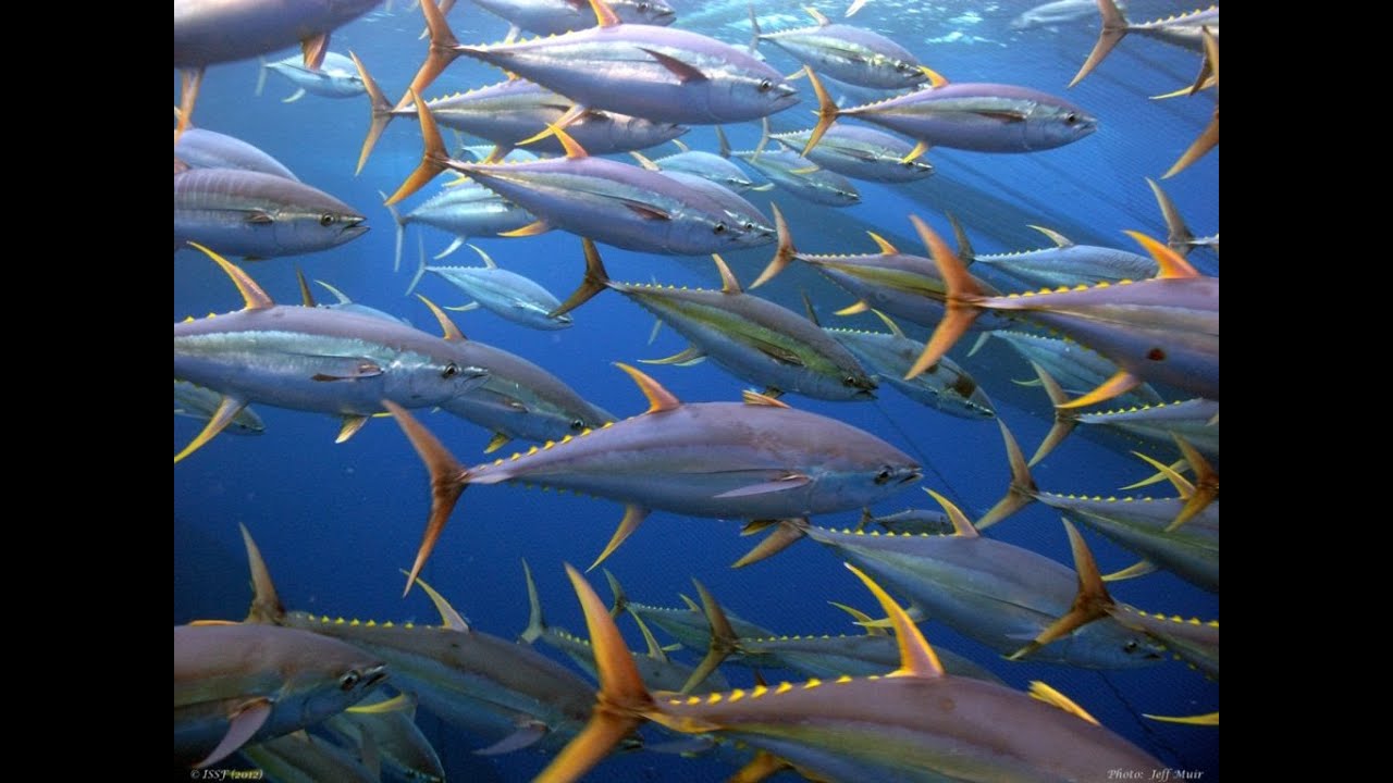 PESCA DE BONITO EN ASTURIAS Jornada de bonitos en Julio de 2021