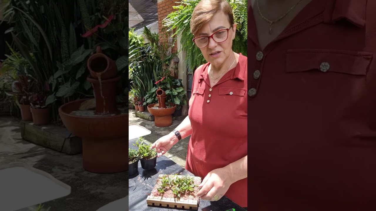 Cultivo de orquidea rasteira.  Parte final.#floraterapia #flores #plantas 