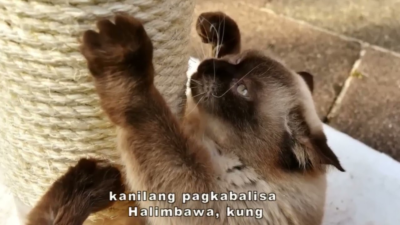 Bakit mahilig magkakalmot ang pusa sa mga haligi o kahoy😱#petlover #funnypets