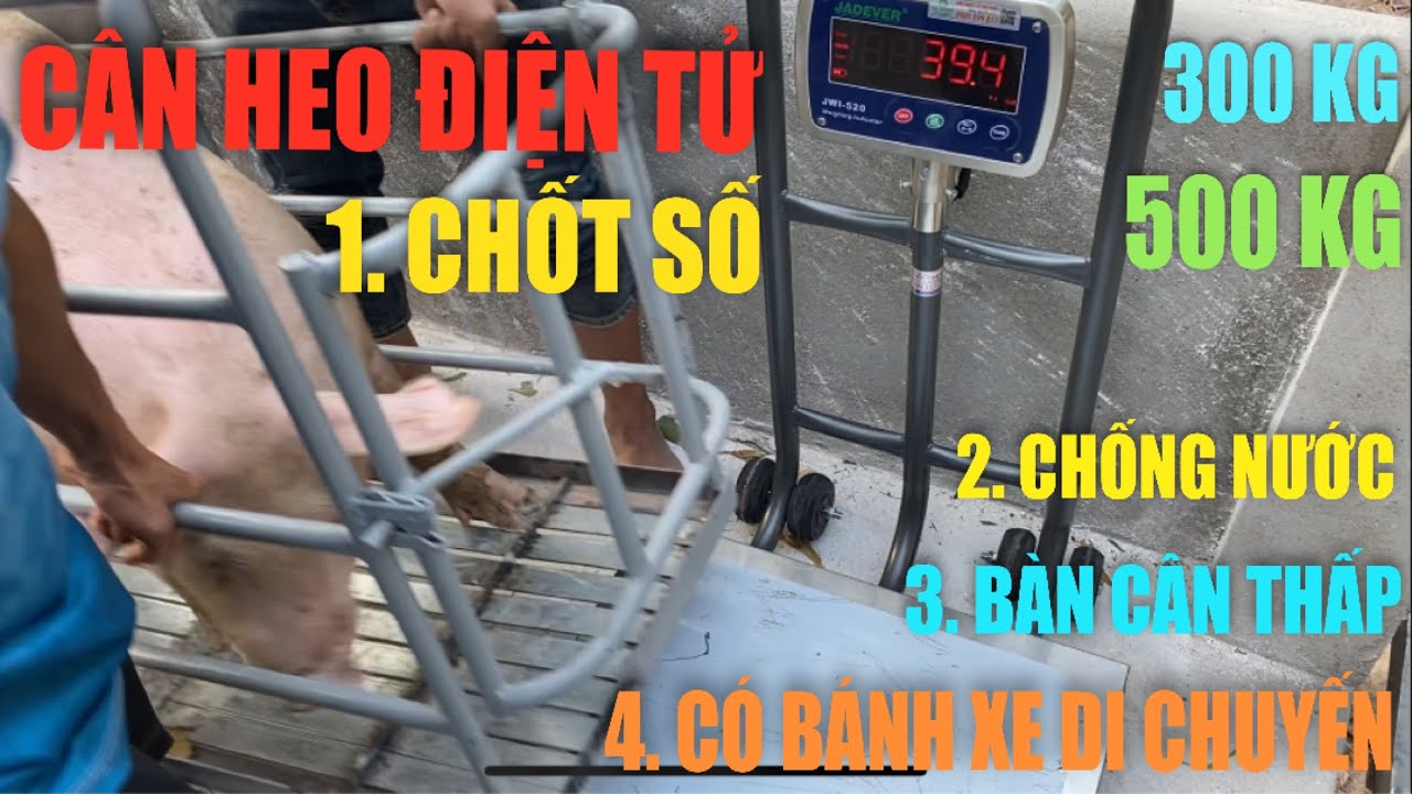 Cân điện tử cân heo 200kg 300kg 500kg - cân điện tử 300kg 500kg cân heo nái - MUA CÂN - 0909899833
