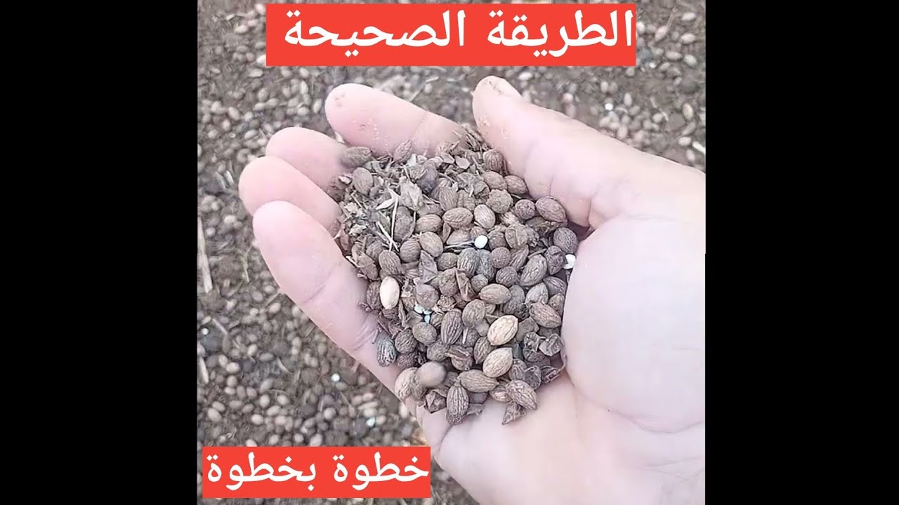 كيفية زراعة بذور الزيتون بالطريقة الصحيحة والعلمية...خطوة بخطوة