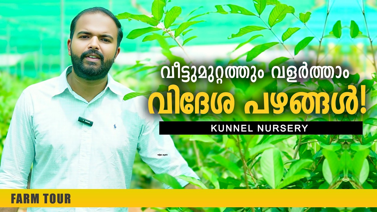 വീട്ടുമുറ്റത്ത് ഒരു വിദേശ പഴത്തോട്ടം! കുന്നേൽ നഴ്സറിയിലെ അപൂർവ്വ ഫ്രൂട്ട് പ്ലാന്റുകൾ