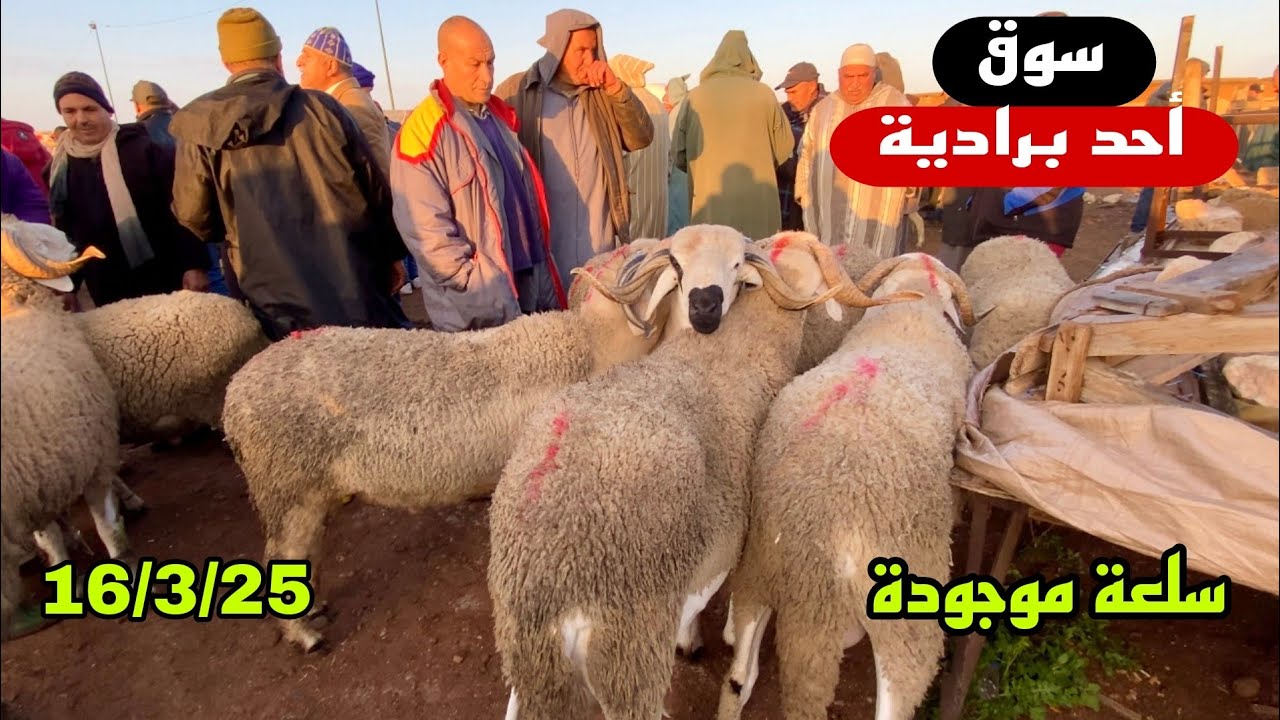 أتمنة اليوم من سوق أحد برادية إقليم الفقيه بن صالح 16/3/25 أجي تشوف تالين واصل تمن. 🐑🐑🇲🇦