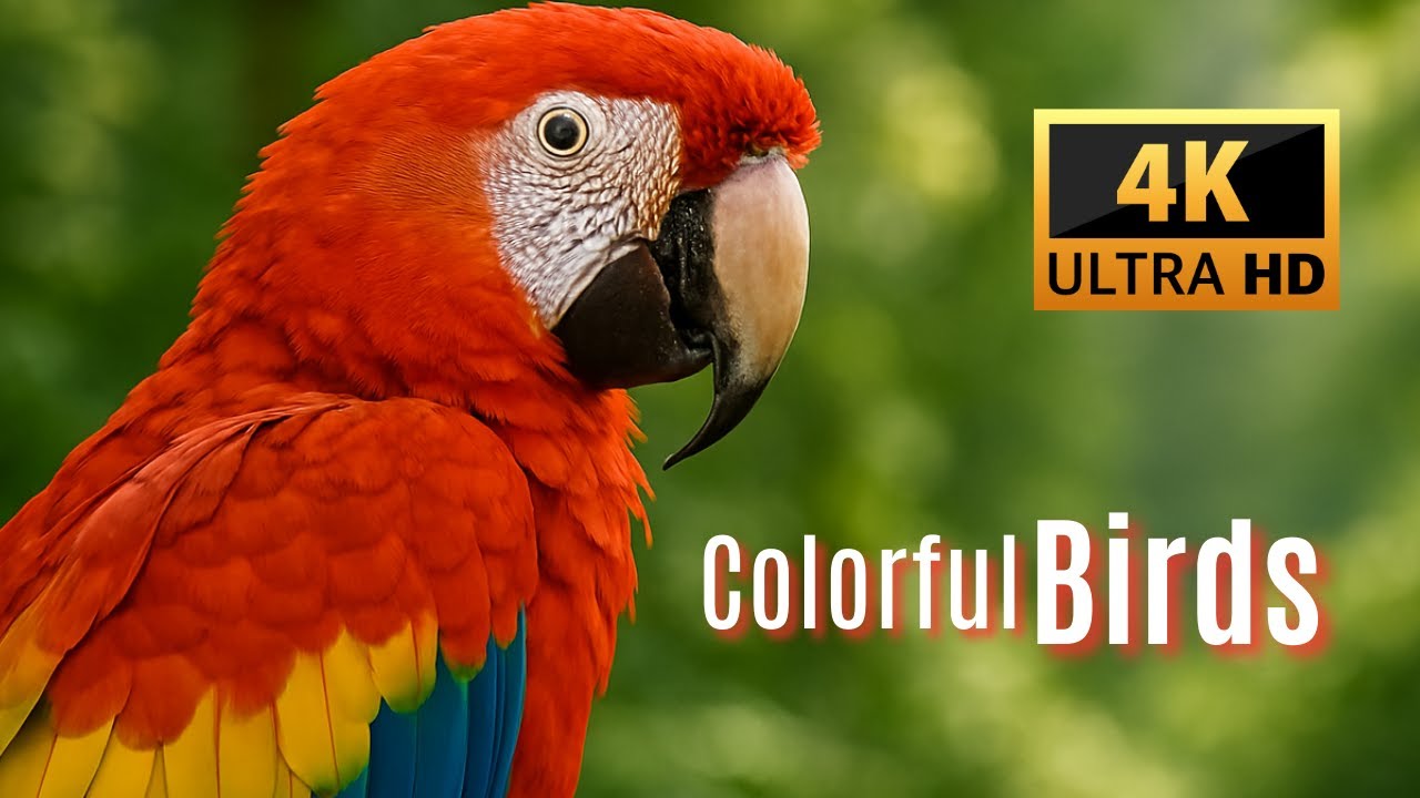 The Most Colorful Birds in 4K - Relaxing Nature Footage