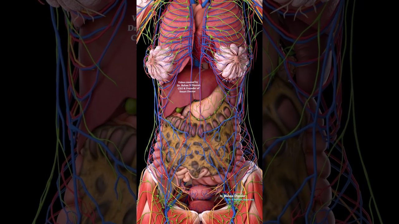 Full Torso Map Vessels, Lymphatics & Nerves (3D)
