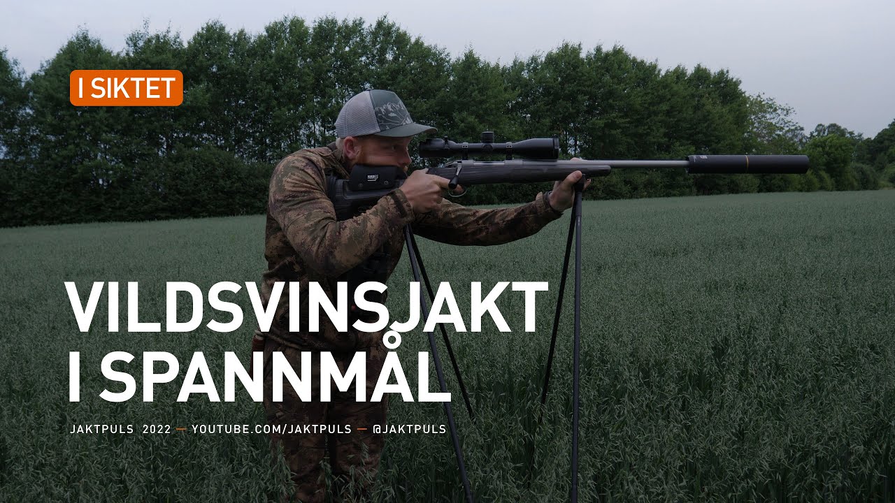 Vildsvinsjakt i spannm&aring;len