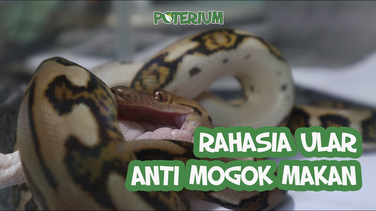 Rahasia Ular Anti Mogok Makan