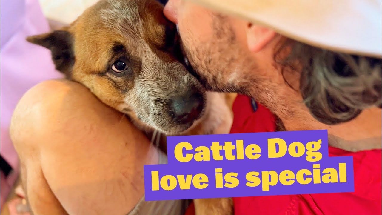 CATTLE DOG love is special