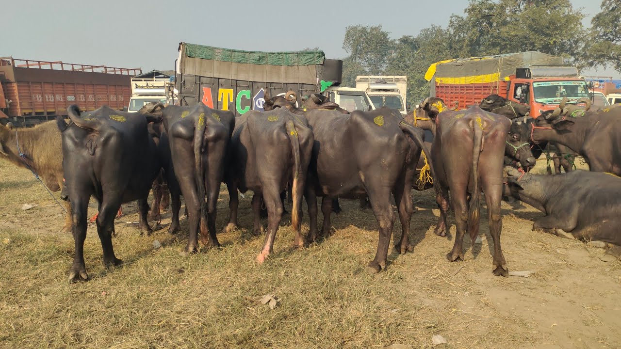 Meerut Lawar Pashu Mandi 🐂🐃|| ||murra buffelo || buffalo || #pashumandi #myfirstvlog #vlog 