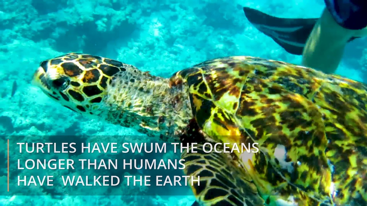 Hawksbill Turtle Conservation