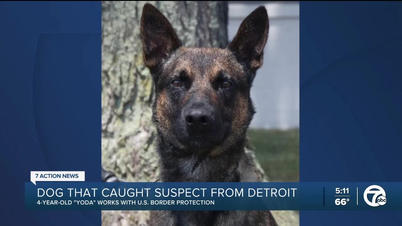 Border Patrol K9 'Yoda' of Detroit helps capture Pennsylvania murderer