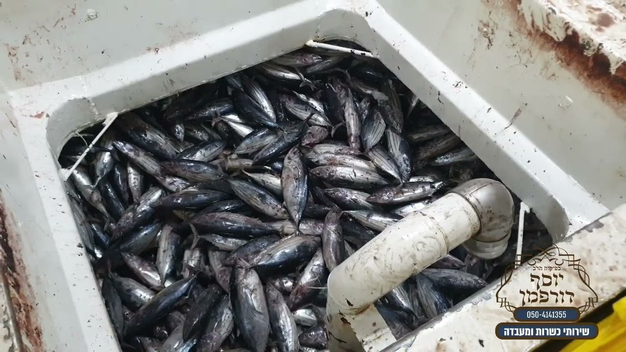 ספינת טונה שחזרה מדייג באקוודור, טונה באקוודור, טונה, הרב יוסף דורפמן, Rabbi Yosef Dorffman