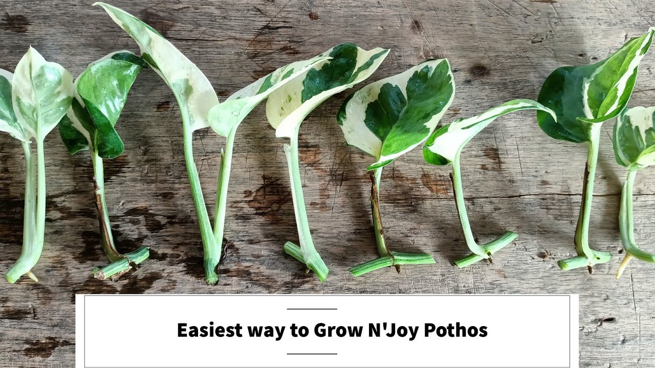 Как вырастить N'Joy Pothos | Самый простой способ размножить N'Joy Pothos черенками