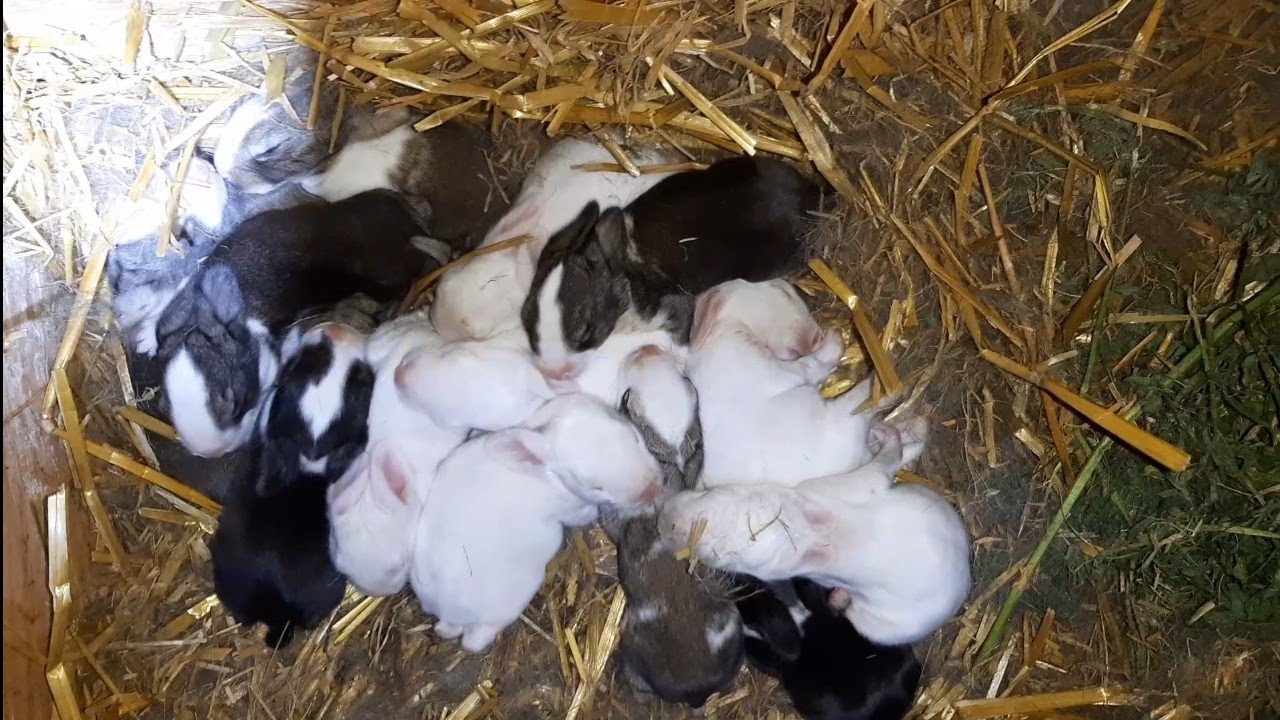 cum să filmezi/diferența dintre granule/pui la 50 lei/hrană puțină și spațiu mare scapi de balonare