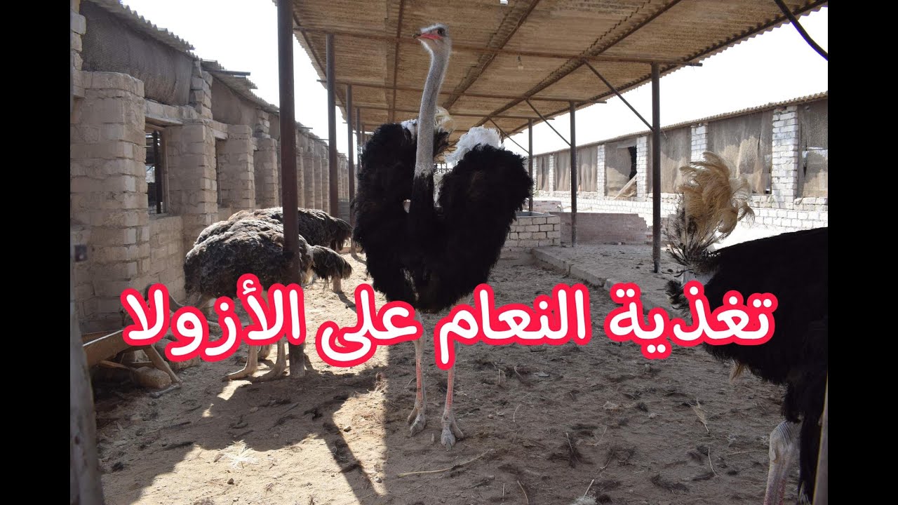 تغذية النعام على الأزولا