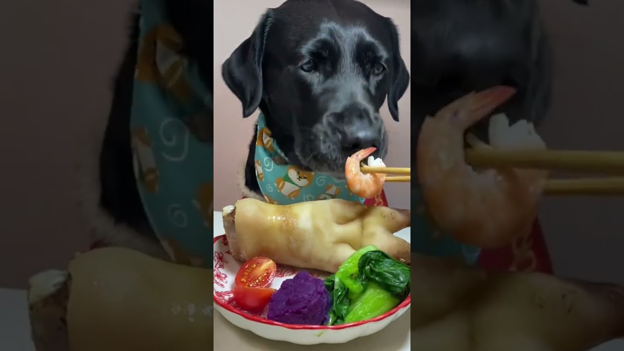 Labrador's Raw Food Eating Spree 